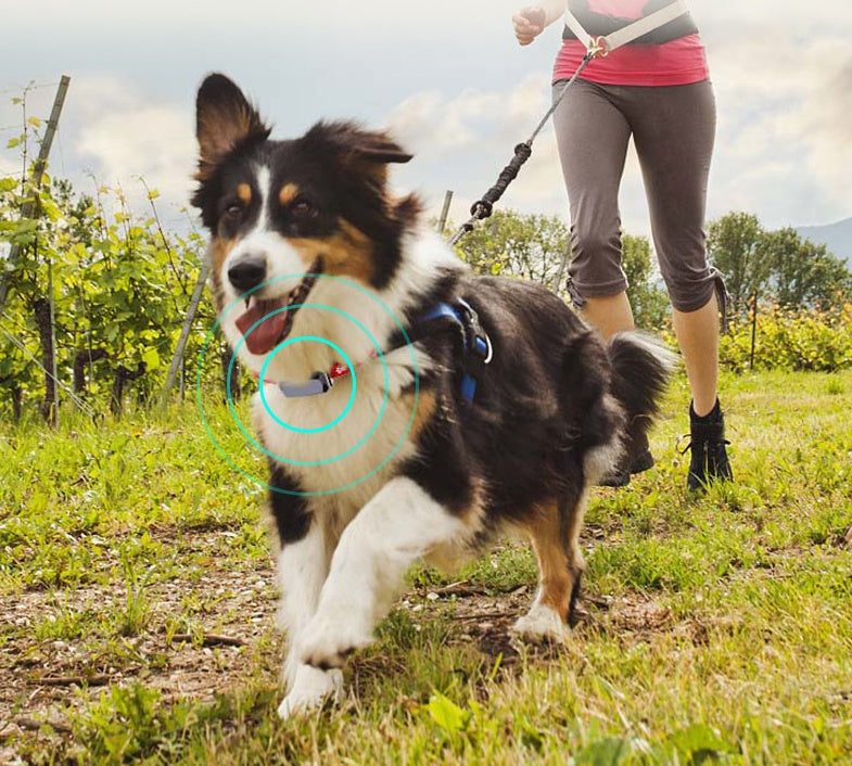 Beidou GPS pet positioning collar THRU7